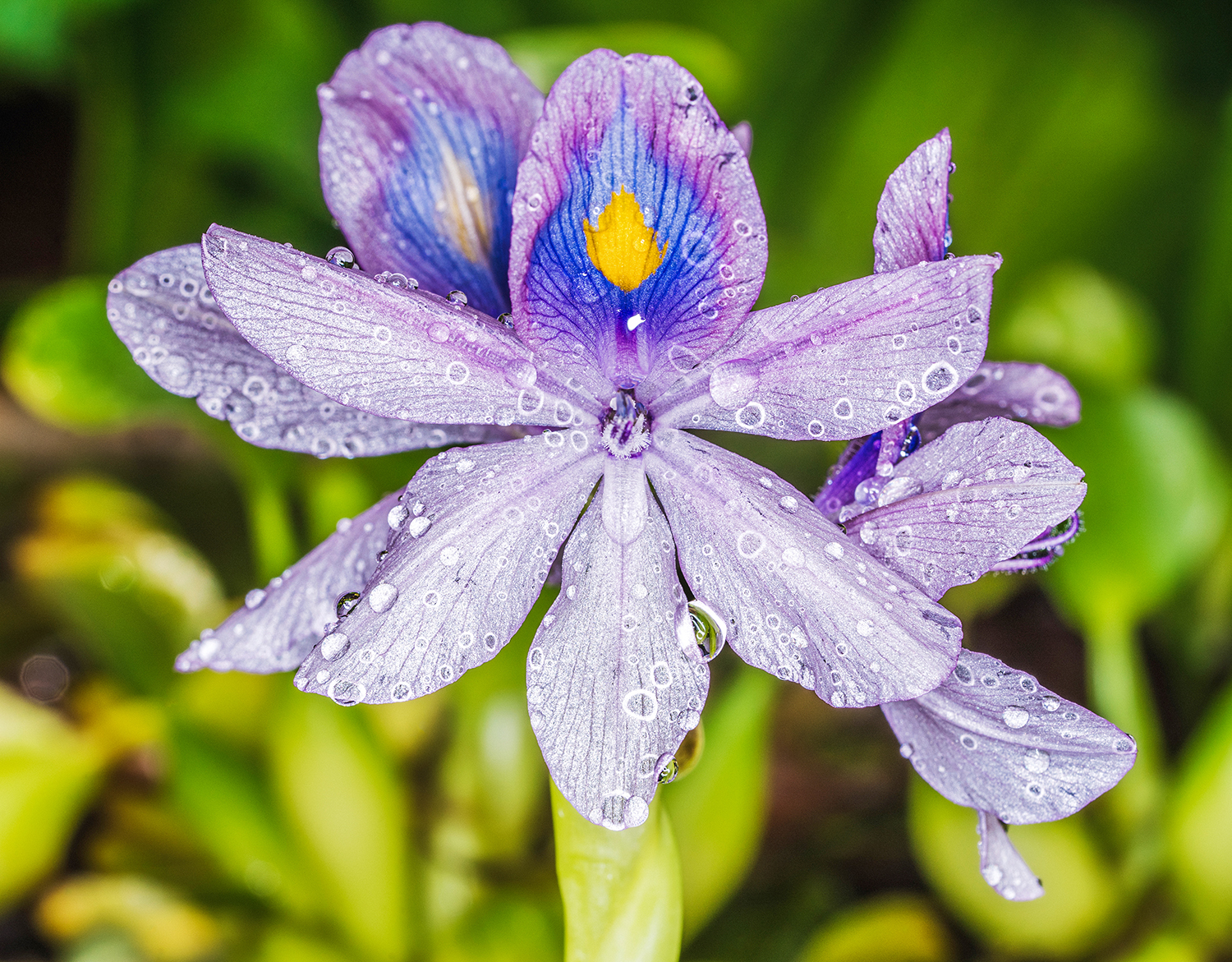 Irina-Thalhammer-Cosmic-Divine-Medicinal-Herbs