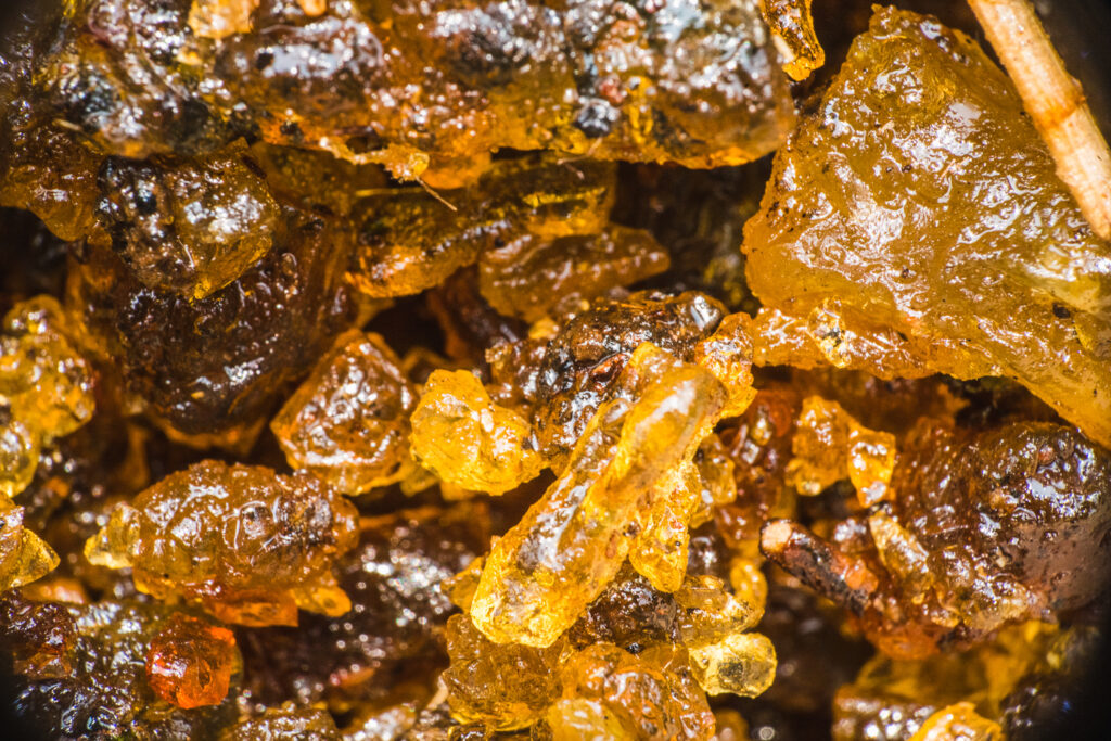 Irina-Thalhammer-Goa-Meds-April24-2