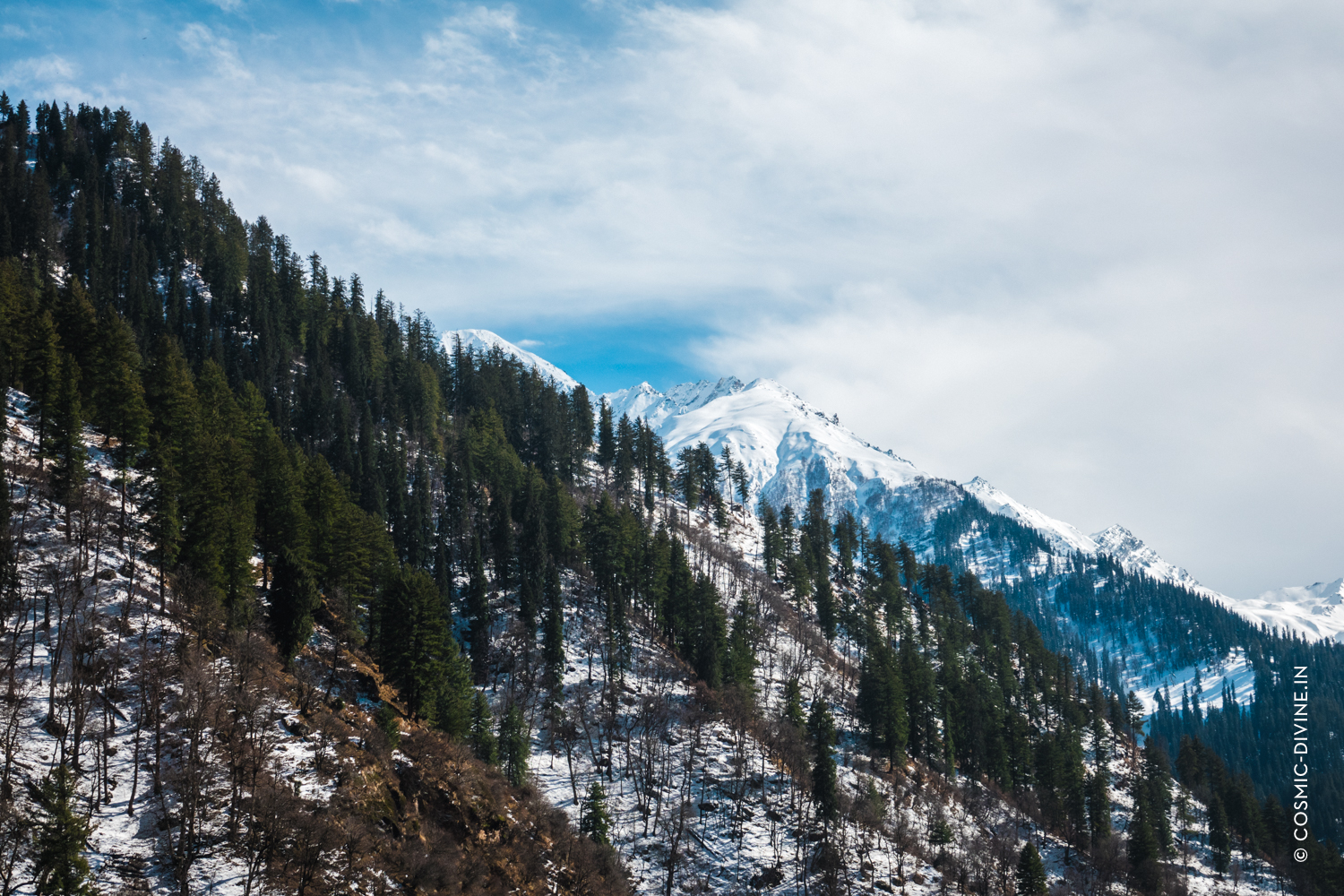 Cosmic-Divine-Herbs-Fungi-Himachal-7