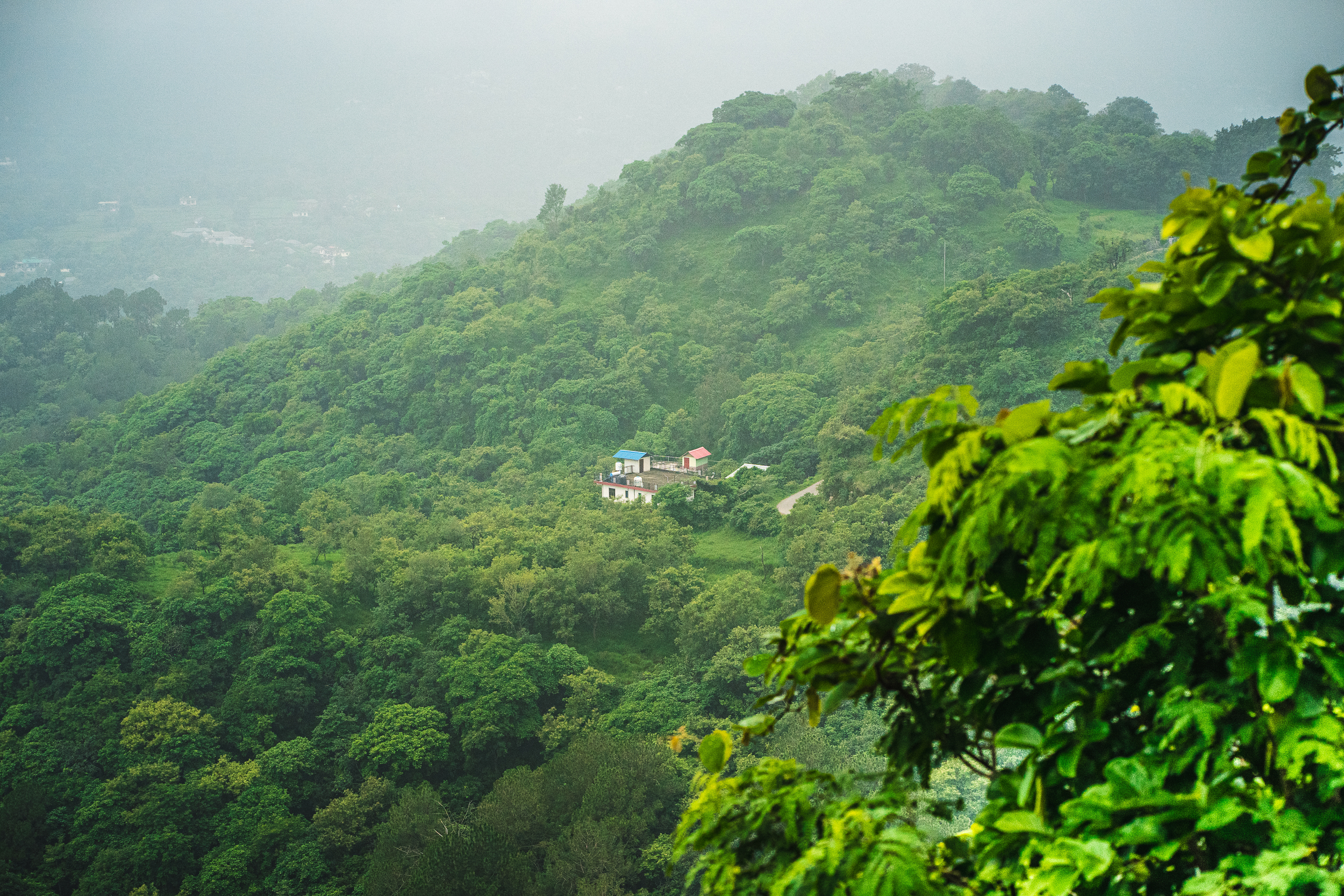 Cosmic & Divine Medicinal Herbs and Fungi