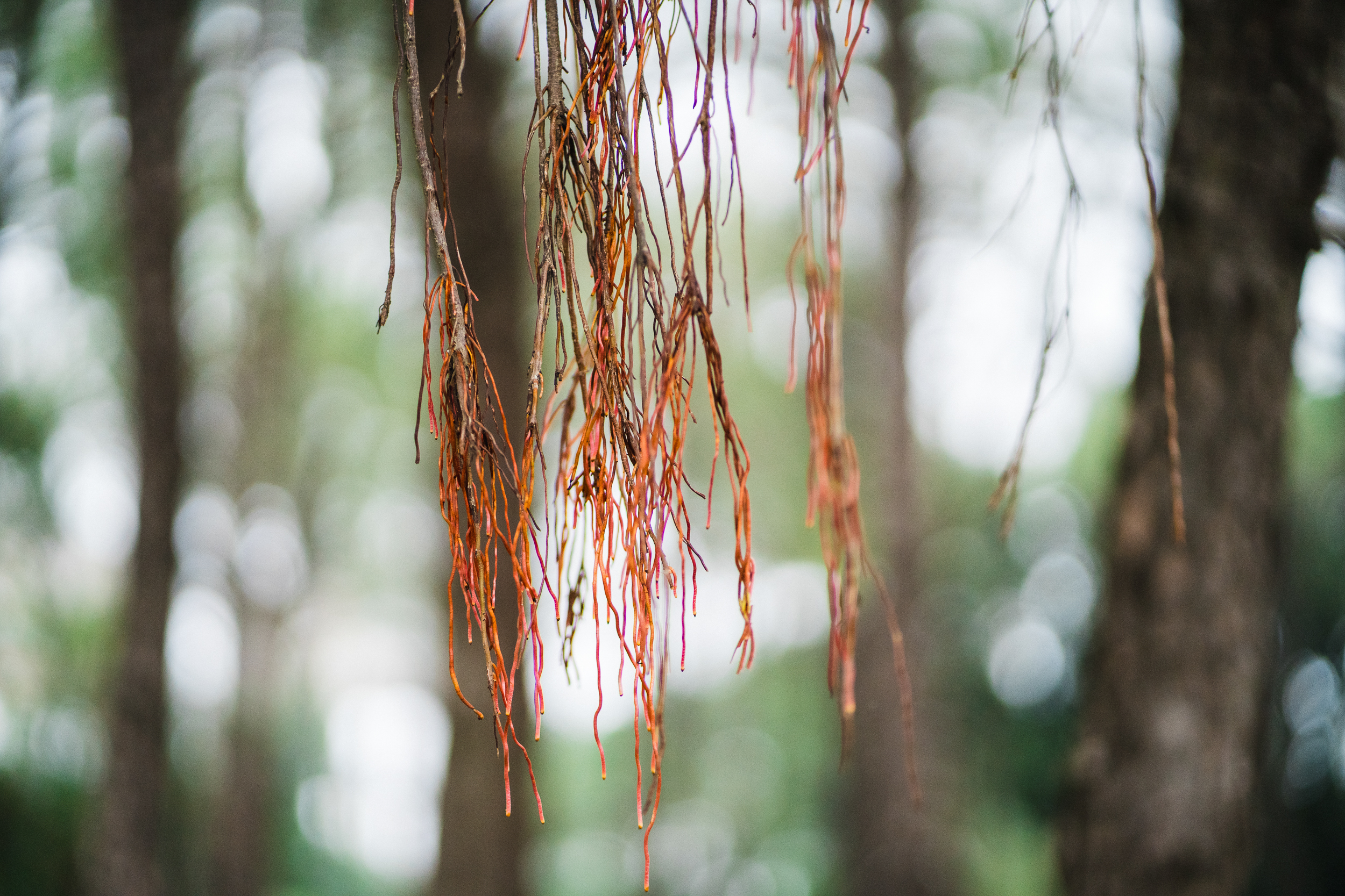 Cosmic & Divine Medicinal Herbs and Fungi