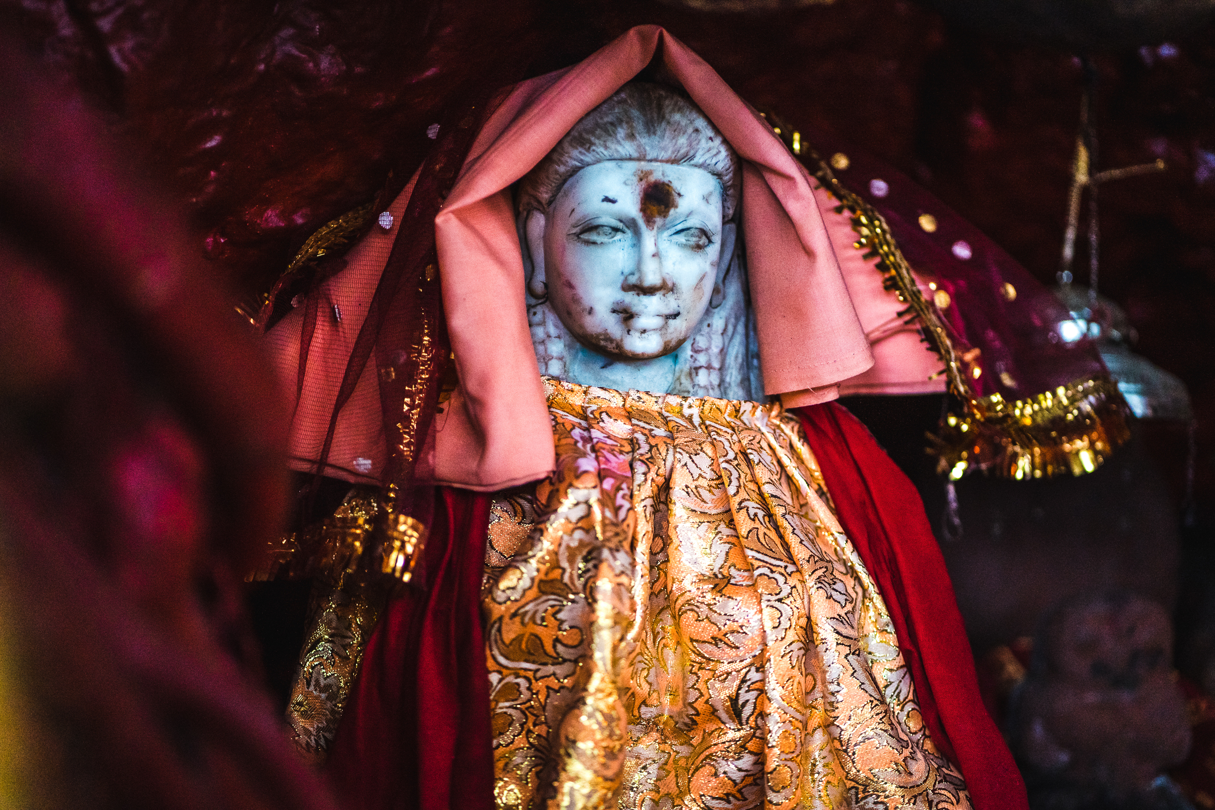 Cosmic & Divine Medicinal Herbs and Fungi