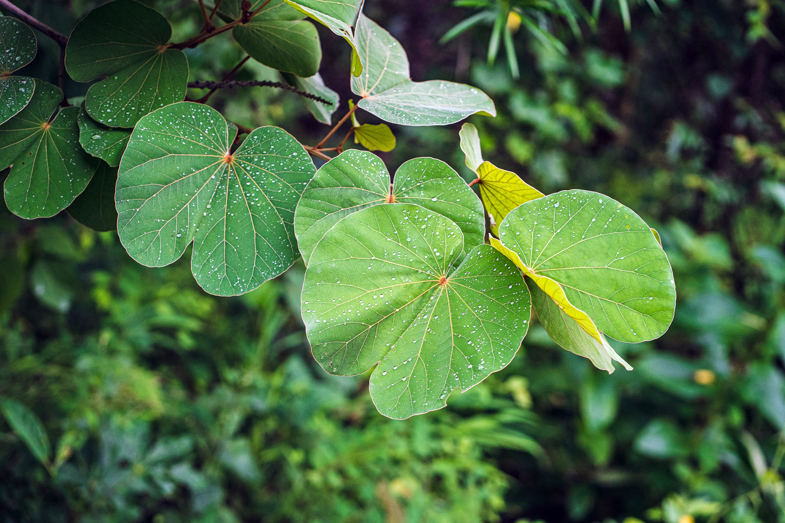 Cosmic & Divine Medicinal Herbs and Fungi