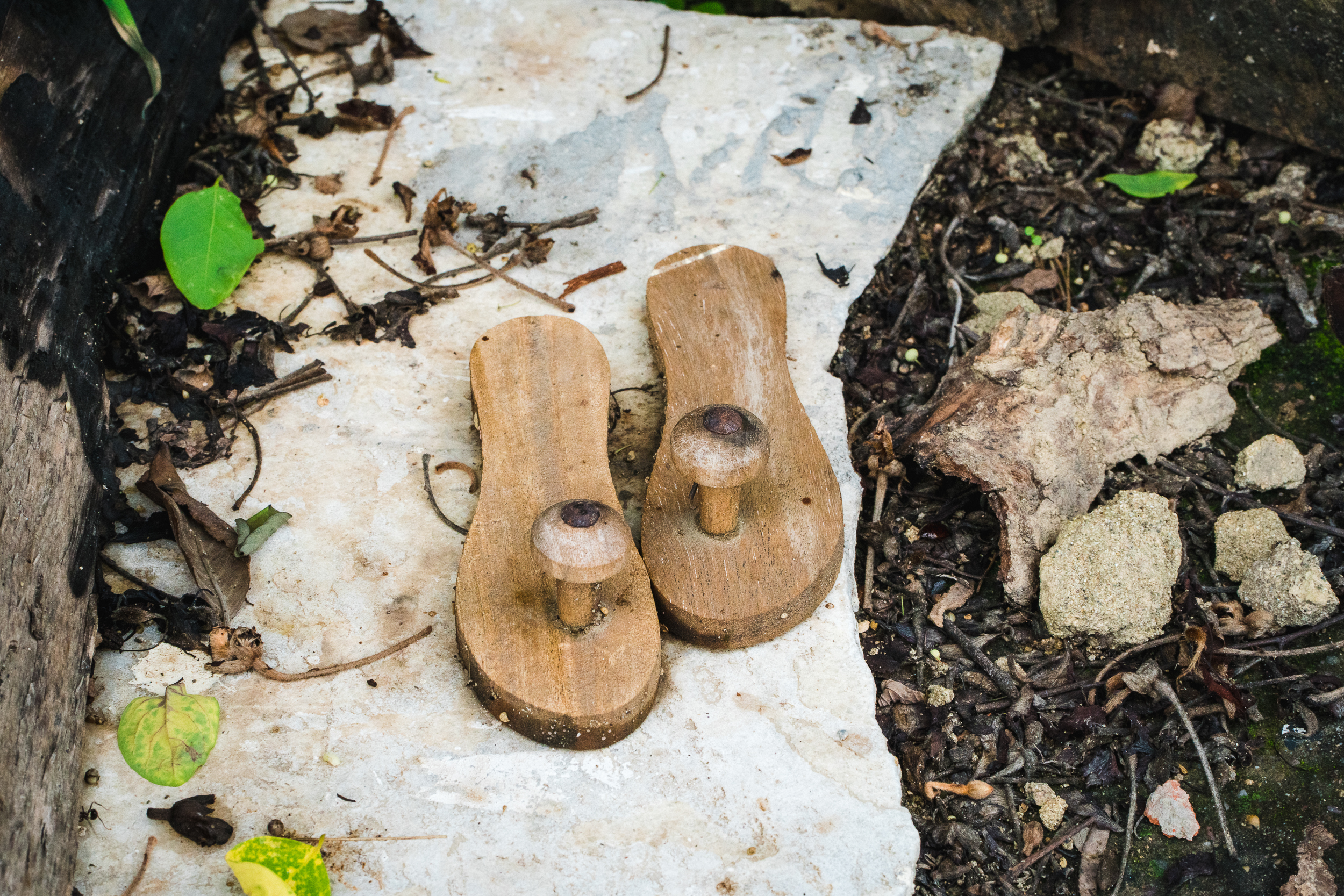 Cosmic & Divine Medicinal Herbs and Fungi