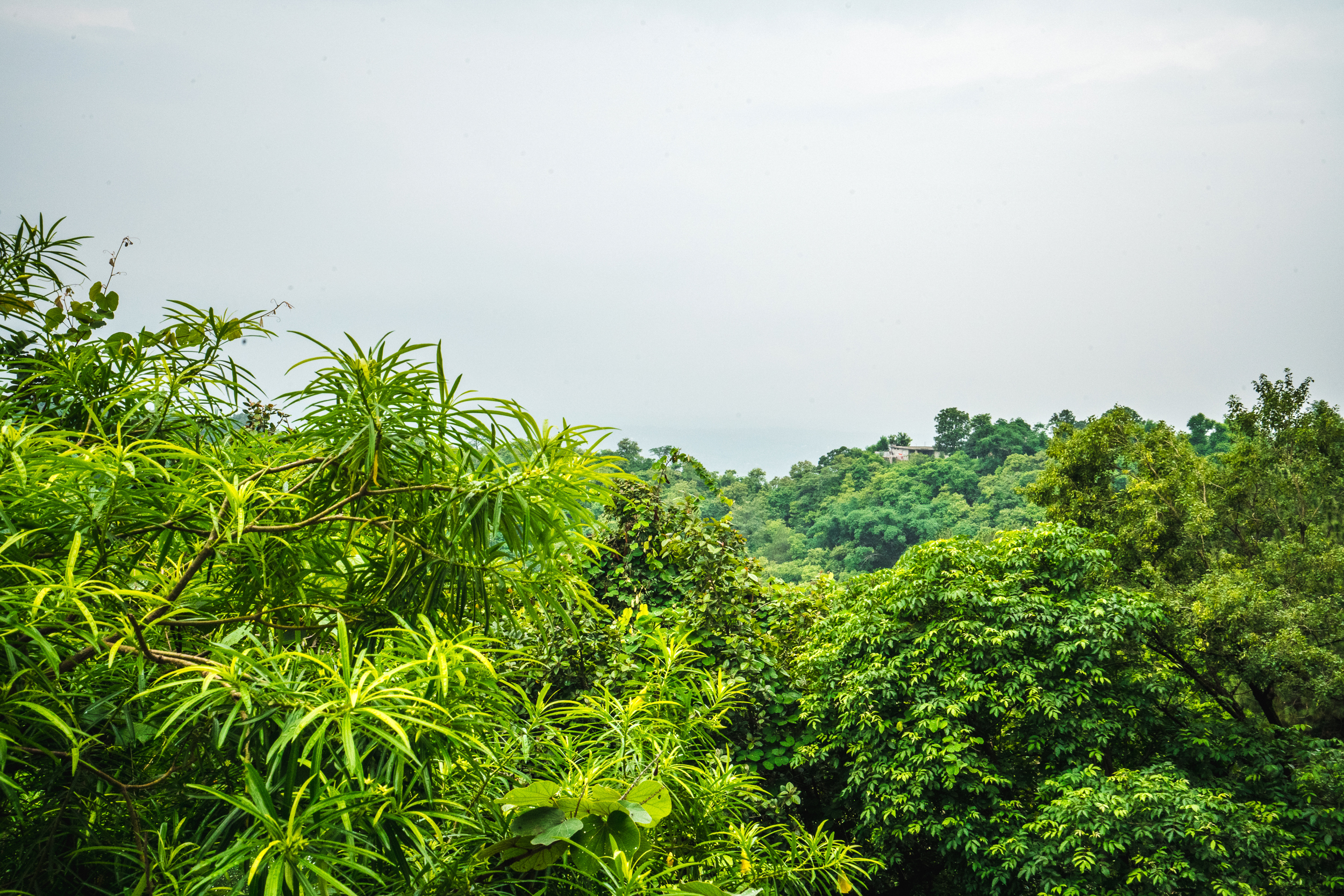 Cosmic & Divine Medicinal Herbs and Fungi